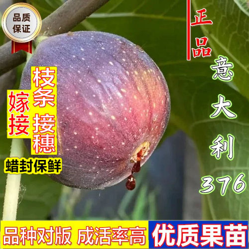 嫁接接穗枝条码子芽大果糖心无花果苗室内阳台盆栽地栽意大利376