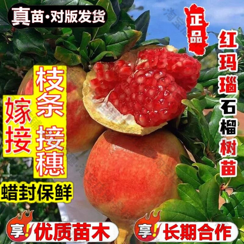 嫁接接穗枝条码子芽红玛瑙石榴树树苗耐寒酸石榴苗南方北方盆栽地