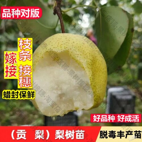 嫁接接穗枝条码子芽贡梨树苗果苗嫁接砀山梨苗脆甜酥梨苗地栽南北