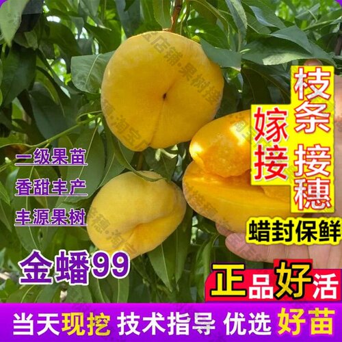 嫁接接穗枝条码子芽蟠桃树果苗嫁接金蟠九九蟠桃树苗早熟99号蟠桃