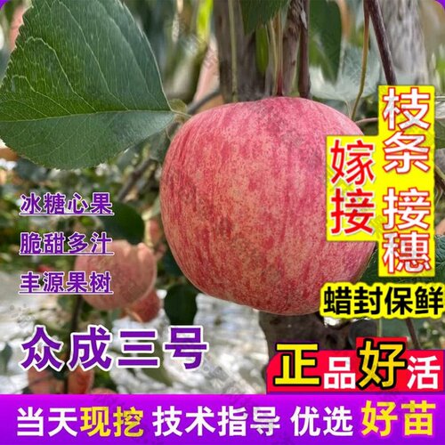 嫁接接穗枝条码子芽嫁接短枝条纹众成三号苹果树苗矮化乔化红富士