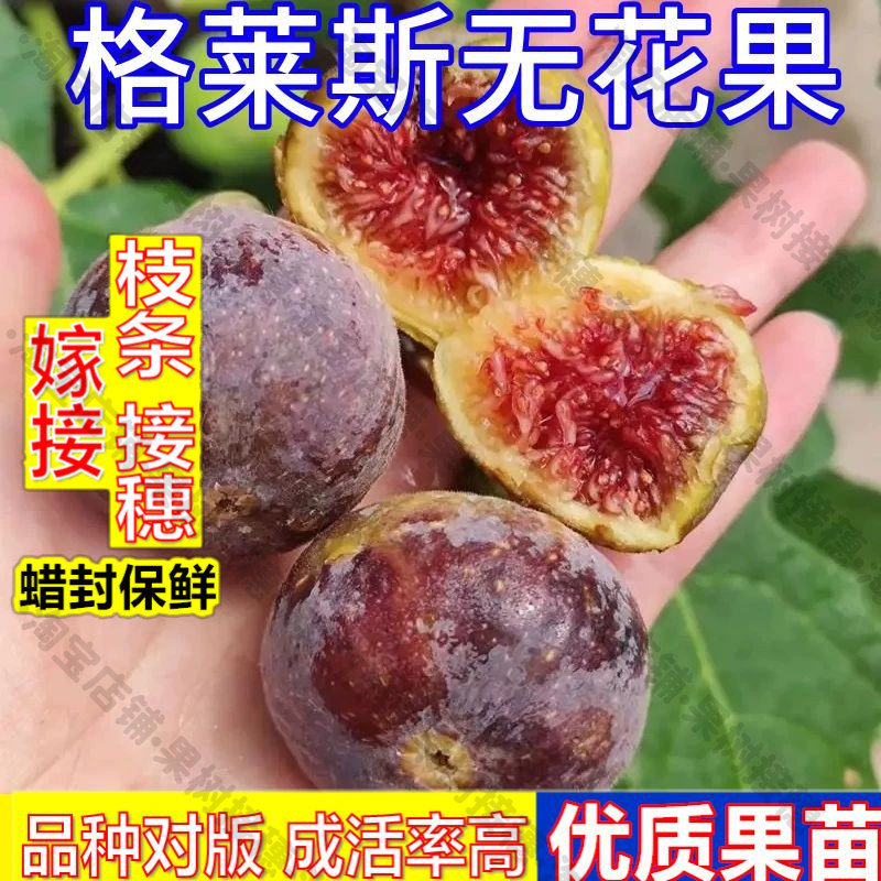 嫁接接穗枝条码子芽格莱斯无花果树果苗南北方种植庭院地栽大树盆图片