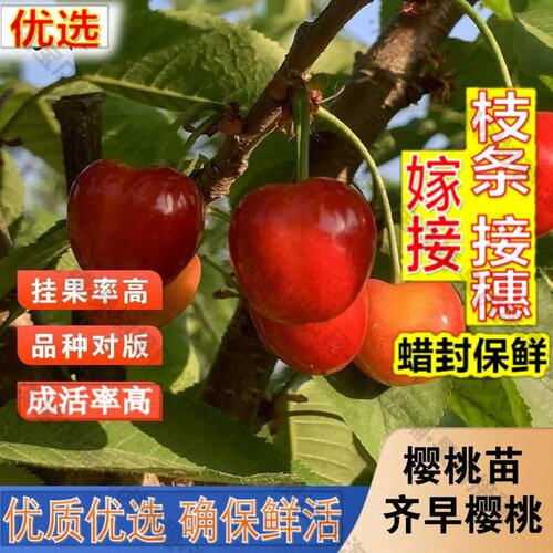 嫁接接穗枝条码子芽特早熟齐早樱桃树苖嫁接大樱桃车厘子树苗新品