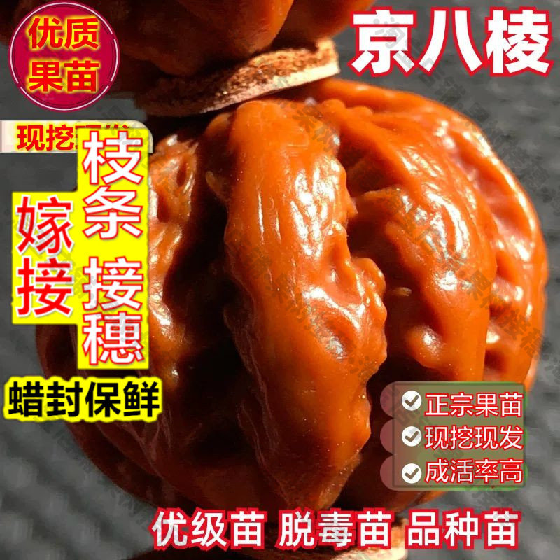 嫁接接穗枝条码子芽京八棱文玩核桃树苗小手捻山核桃白狮子头正圆