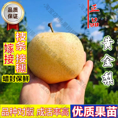 嫁接接穗枝条码子芽嫁接黄金梨树苗耐寒南北方种植冰糖雪梨白酥梨