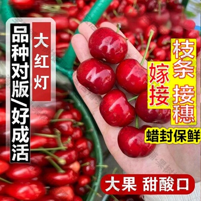 嫁接接穗枝条码子芽早熟红灯樱桃树苗酸甜口大樱桃苗庭院盆栽车厘