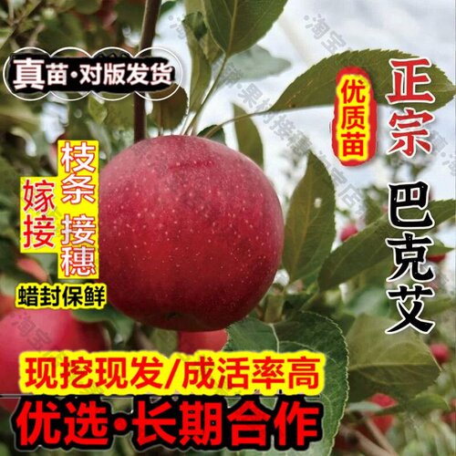 嫁接接穗枝条码子芽新品种早熟巴克艾苹果树苗盆栽地栽嘎啦苹果苗
