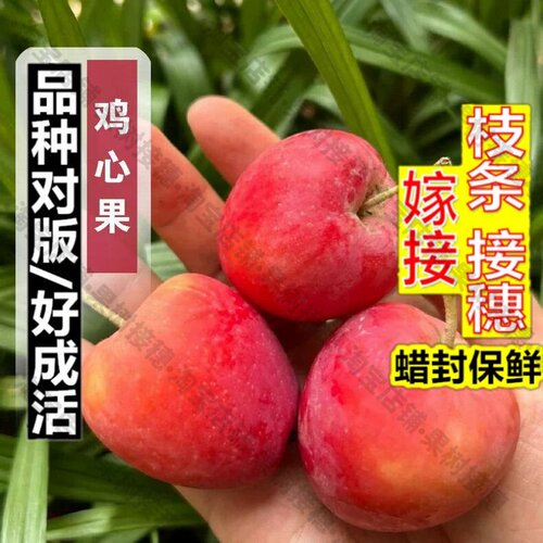 嫁接接穗枝条码子芽苹果树果苗嫁接鸡心果苹果树苗耐寒东北锦绣海
