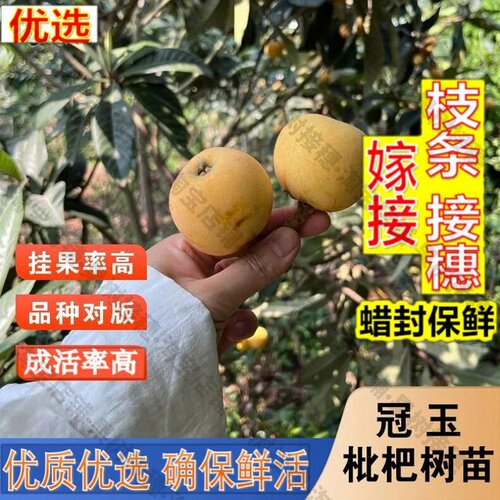 嫁接接穗枝条码子芽冠玉枇杷树苗嫁接无核枇杷苗南北方种植庭院地