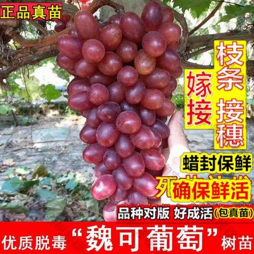 嫁接接穗枝条码子芽嫁接魏可葡萄树苖晚熟无核脆甜葡萄苗北方南方