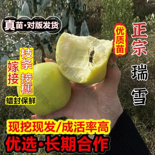 嫁接接穗枝条码子芽嫁接瑞雪苹果树苗矮化盆栽地栽嫁接脆甜青黄苹