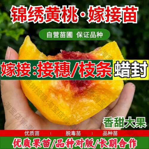 嫁接接穗枝条码子芽锦绣黄桃树苗嫁接南北方耐寒盆栽桃树果苗特大