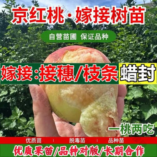 嫁接接穗枝条码子芽嫁接阳山水蜜桃树苗盆栽庭院地栽特大早熟京红