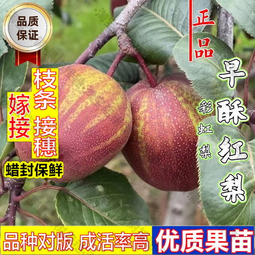 嫁接接穗枝条码子芽嫁接早酥红梨树苗南北方耐寒种植脆甜早熟彩虹