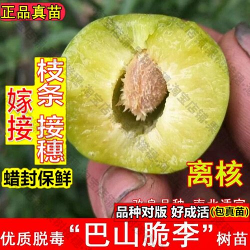 嫁接接穗枝条码子芽巴山脆李子树苗嫁接脆李空心李青脆李子苗盆载