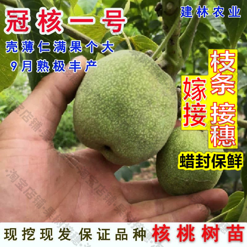 嫁接接穗枝条码子芽冠核一号核桃树苗南方北方种植嫁接薄皮核桃树图片