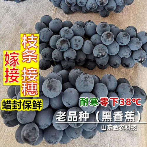 嫁接接穗枝条码子芽【冬天不下架】嫁接黑香蕉葡萄树苖超耐寒老品