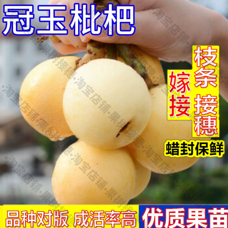 嫁接接穗枝条码子芽冠玉枇杷树果苗大果盆栽嫁接苗南北方庭院耐寒图片