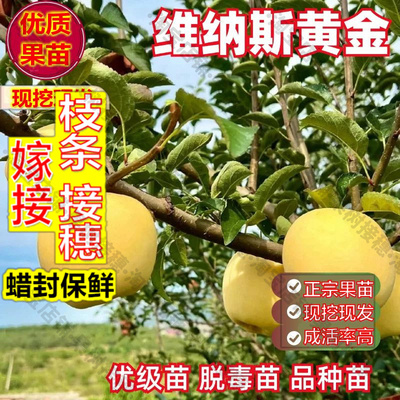 嫁接接穗枝条码子芽嫁接苹果树苗盆栽庭院地栽维纳斯黄金苹果苗南