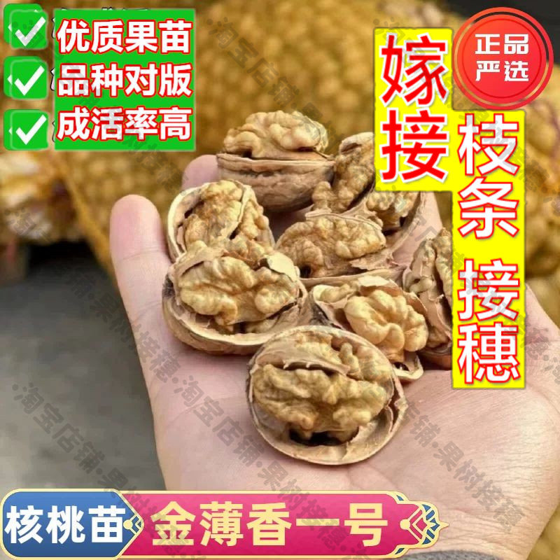 嫁接接穗枝条码子芽核桃树果苗嫁接金薄香一号薄皮核桃树苗薄壳纸图片