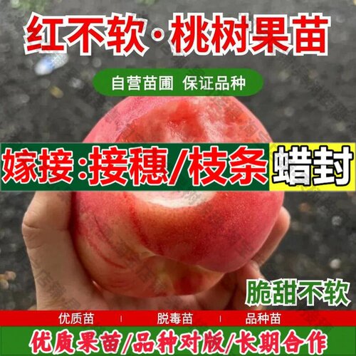 嫁接接穗枝条码子芽嫁接桃树果苗早熟红不软桃树苗胭脂霸王脆桃苗