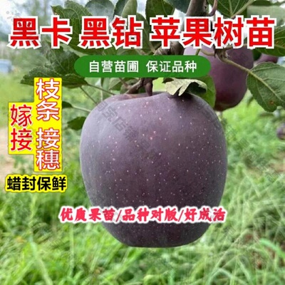 嫁接接穗枝条码子芽黑钻苹果树苗嫁接高海拔耐寒黑卡苹果苗盆栽南