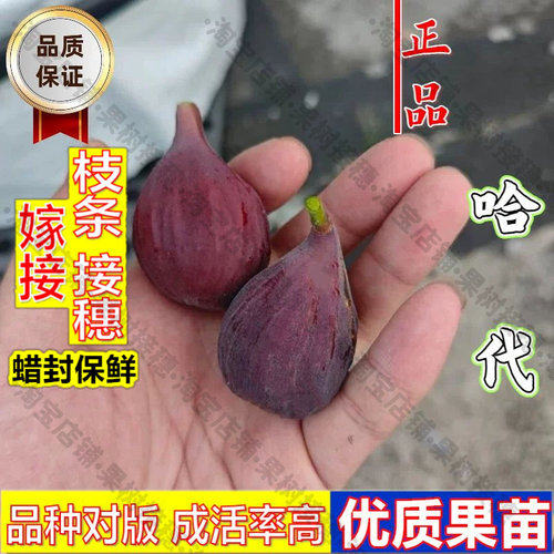 嫁接接穗枝条码子芽耐寒糖心无花果树苗阳台庭院盆地栽抗冻哈代无