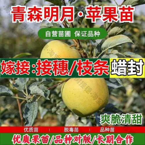 嫁接接穗枝条码子芽嫁接日本青森明月苹果苗矮化盆栽庭院地栽耐寒