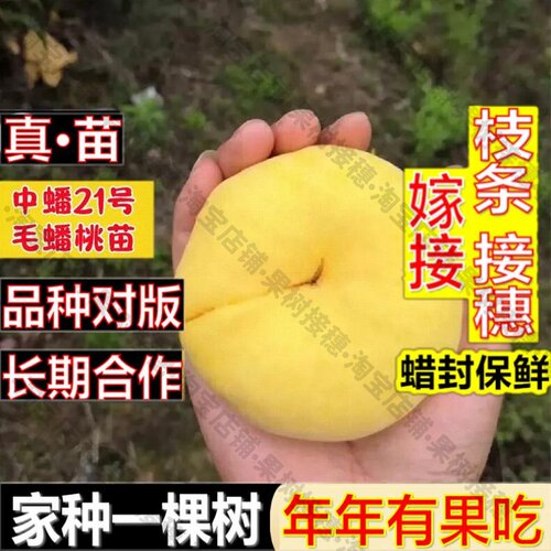 嫁接接穗枝条码子芽蟠桃树果苗嫁接中蟠21号黄金蟠桃树苗庭院盆地