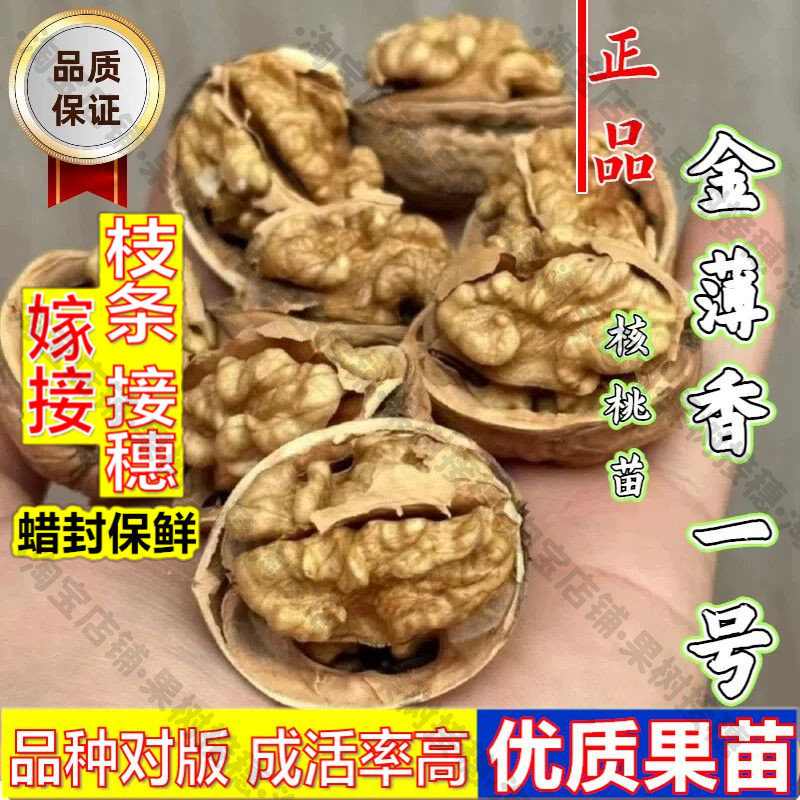 嫁接接穗枝条码子芽嫁接金薄香一号薄皮核桃树苗耐寒南北方种植薄图片