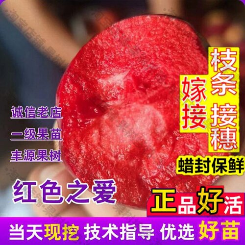 嫁接接穗枝条码子芽红肉苹果树果苗嫁接瑞士红色之爱苹果苗庭院当