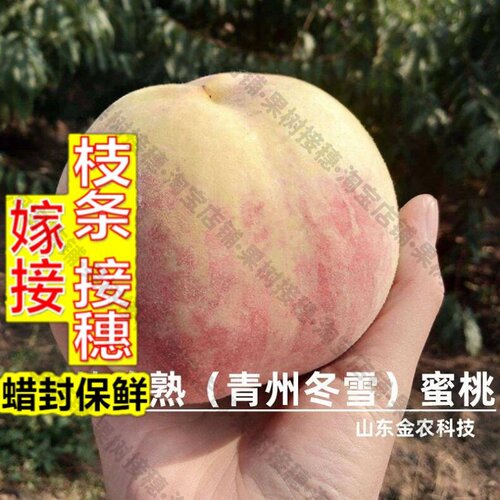 嫁接接穗枝条码子芽嫁接青州冬雪蜜桃桃树苗11月成熟特晚熟脆甜冬