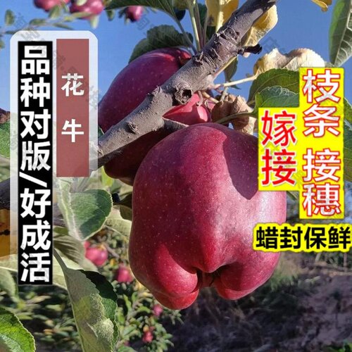 嫁接接穗枝条码子芽嫁接甘肃天水花牛苹果树苗盆栽庭院地栽蛇果粉