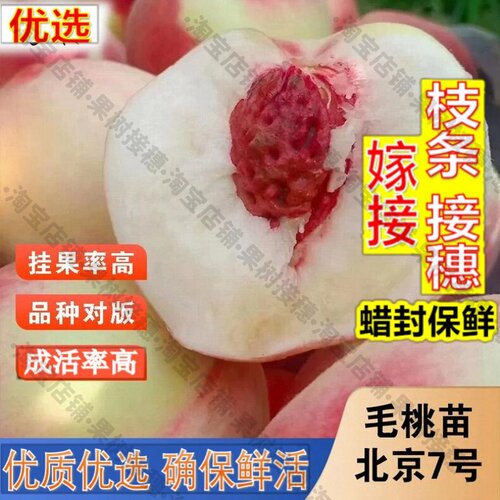 嫁接接穗枝条码子芽嫁接7号水蜜桃树果苗北京七号桃树苗离核桃苗