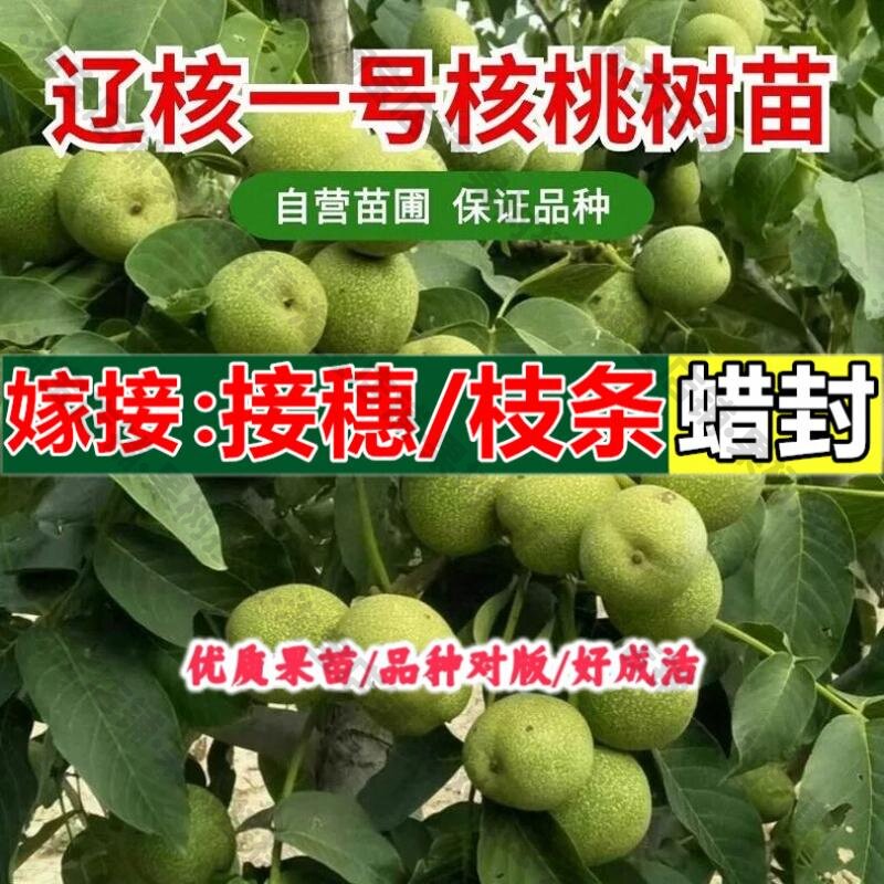 嫁接接穗枝条码子芽果树苗抗冻抗寒核桃苗薄皮核桃树苗辽核一号纸图片