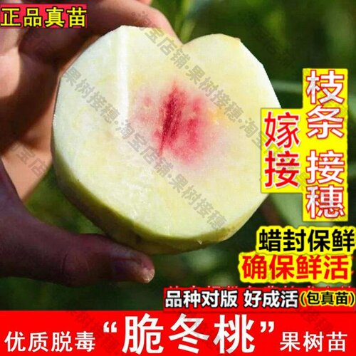 嫁接接穗枝条码子芽嫁接脆冬桃树苗11月成熟1号巨型桃苗北方南方