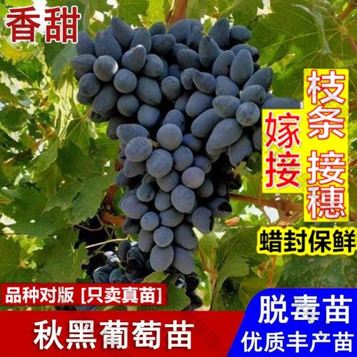嫁接接穗枝条码子芽嫁接秋黑葡萄树苖晚熟玫瑰香黑提葡萄苗盆栽庭