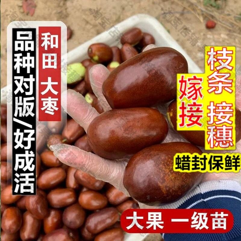 嫁接接穗枝条码子芽新疆和田大枣树苗耐寒大红枣果树果苗特大鸡蛋