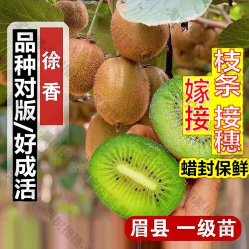 嫁接接穗枝条码子芽嫁接耐寒周至徐香猕猴桃树果苗盆栽地栽爬藤猕