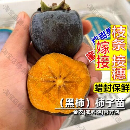 嫁接接穗枝条码子芽嫁接黑柿子树苗脆甜北南方种植软糯黑柿子树果
