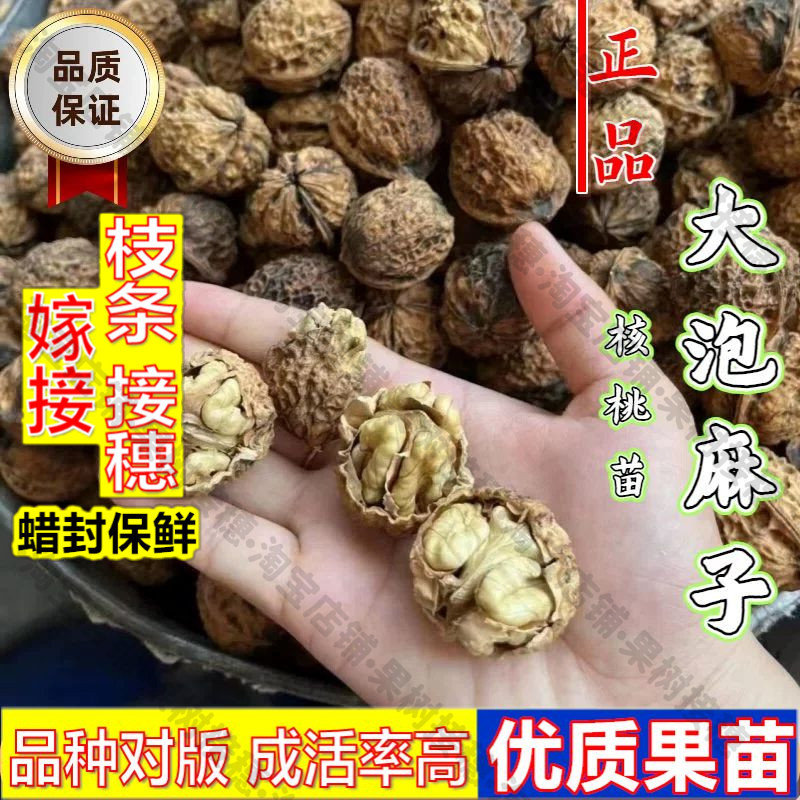 嫁接接穗枝条码子芽嫁接云南漾濞核桃树苗纸皮大泡麻子山核桃苗南
