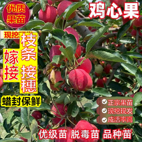 嫁接接穗枝条码子芽鸡心果树苗嫁接海棠树苗南北方庭院地栽盆栽种