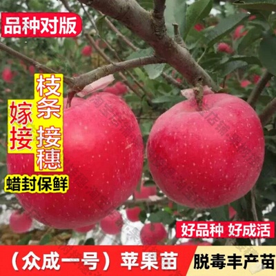 嫁接接穗枝条码子芽苹果树苗嫁接众成一号苹果树苗全红晚熟红富士