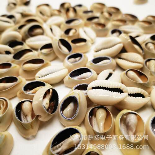 金边贝壳海螺白币切片饰DI金边贝壳Y手项草服装链品编材料 量大联