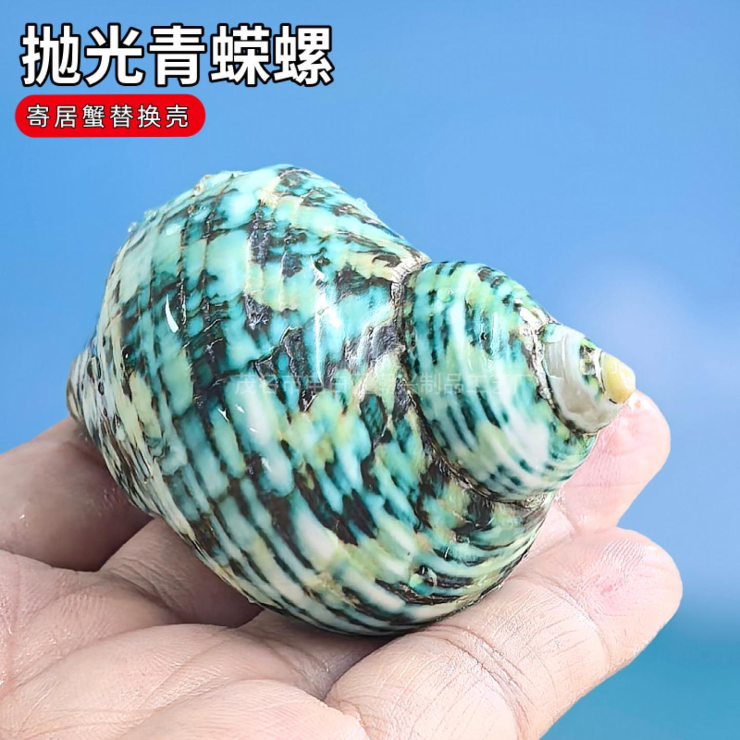 寄居蟹替换壳天然海螺壳鱼缸造景
