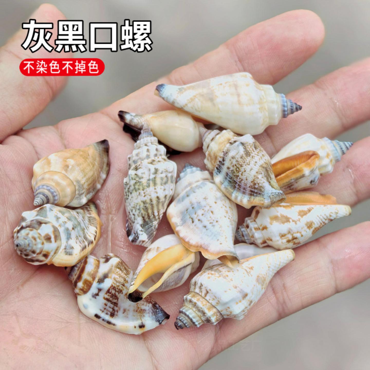 黑口螺天然海螺贝壳鱼缸造景装饰