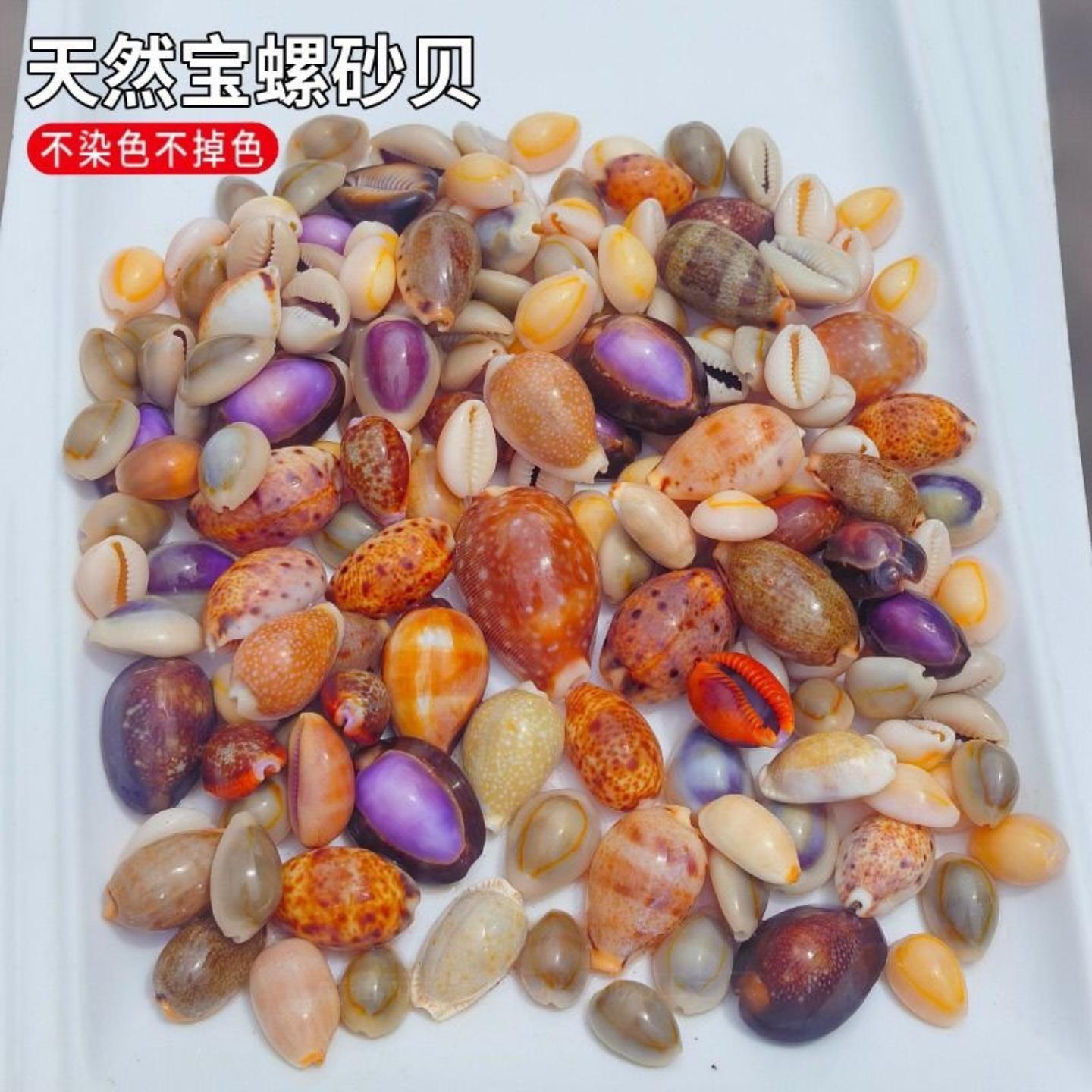 水族宝螺创意家居稀有海螺贝壳品