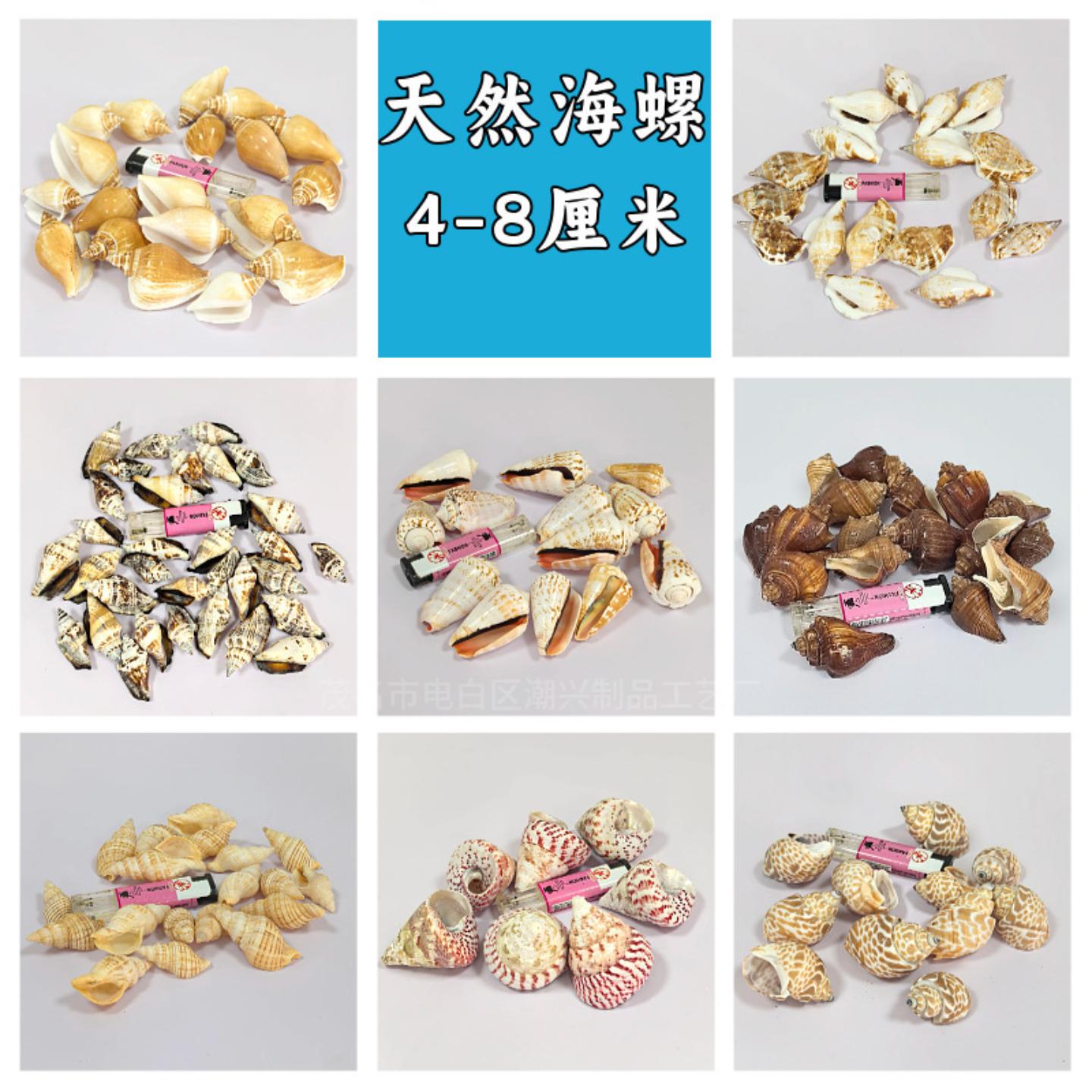 天然贝壳海螺4-9厘米鱼缸造景diy