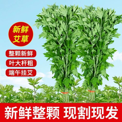 端午节新鲜艾草门挂装饰diy花束