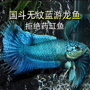 中国斗鱼无纹蓝游龙斗鱼淡水冷水观赏鱼活体好养免打氧耐活